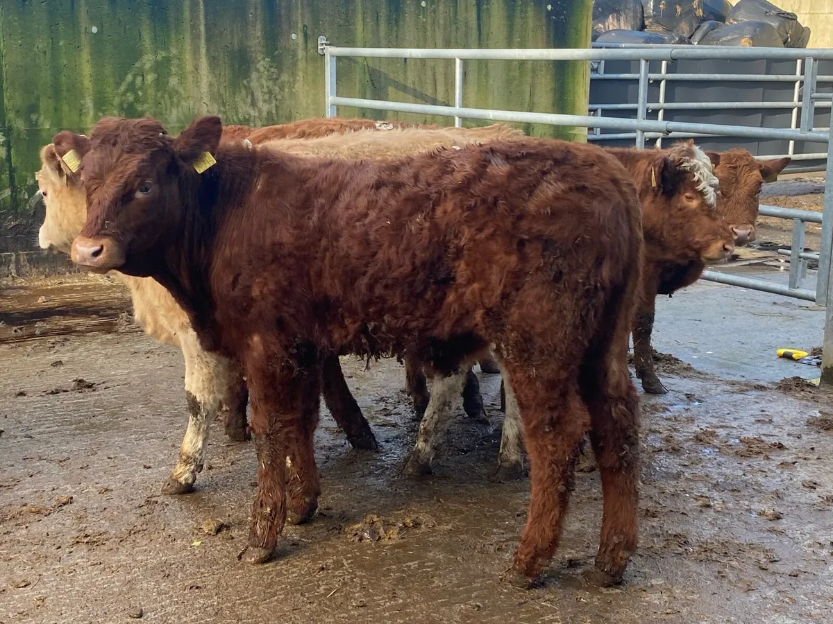 10 Bullocks 285kg @ Lissava Livestock - Image 4