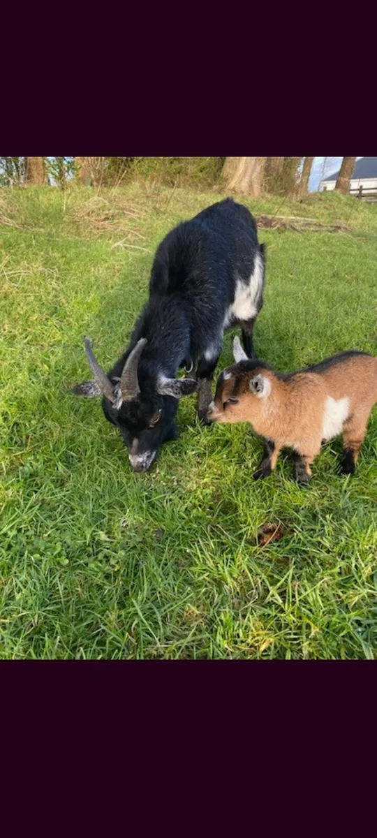 Female Pygmy Goat and Male Kid