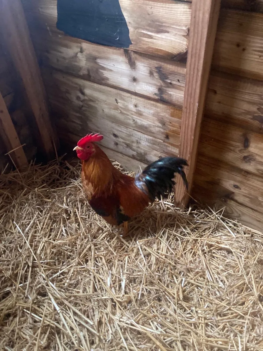 Bantam rooster - Image 1