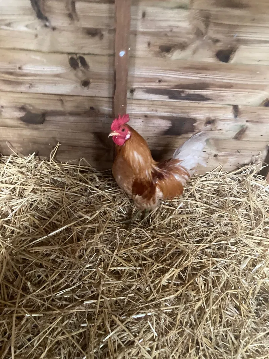 Bantam rooster - Image 4