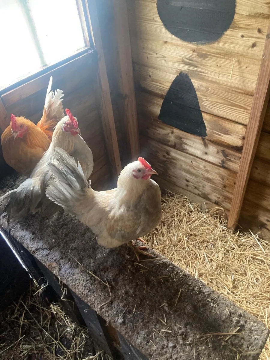 Bantam rooster - Image 2