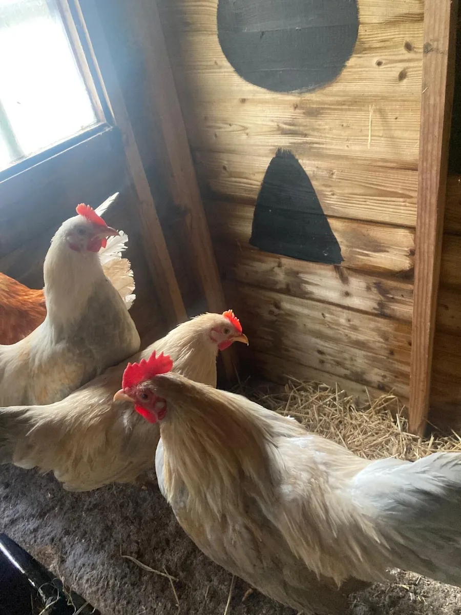 Bantam rooster - Image 3