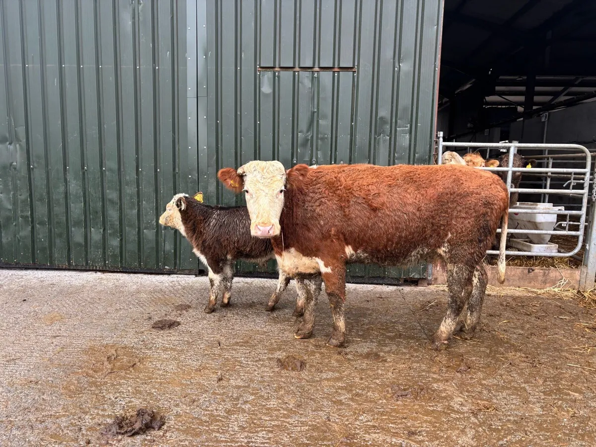 Super Simmental cow and calf - Image 1