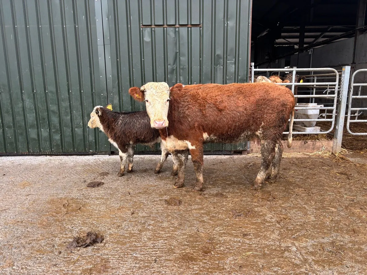 Super Simmental cow and calf - Image 2