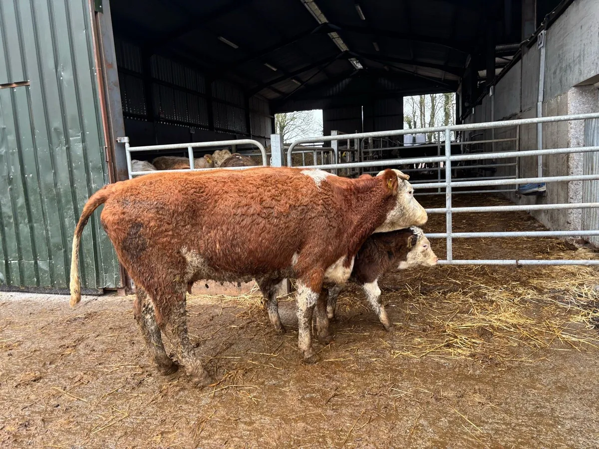 Super Simmental cow and calf - Image 3