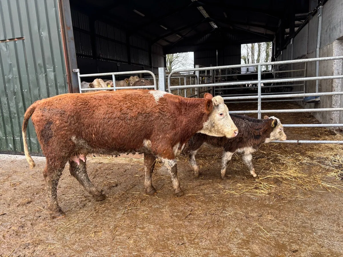 Super Simmental cow and calf - Image 4