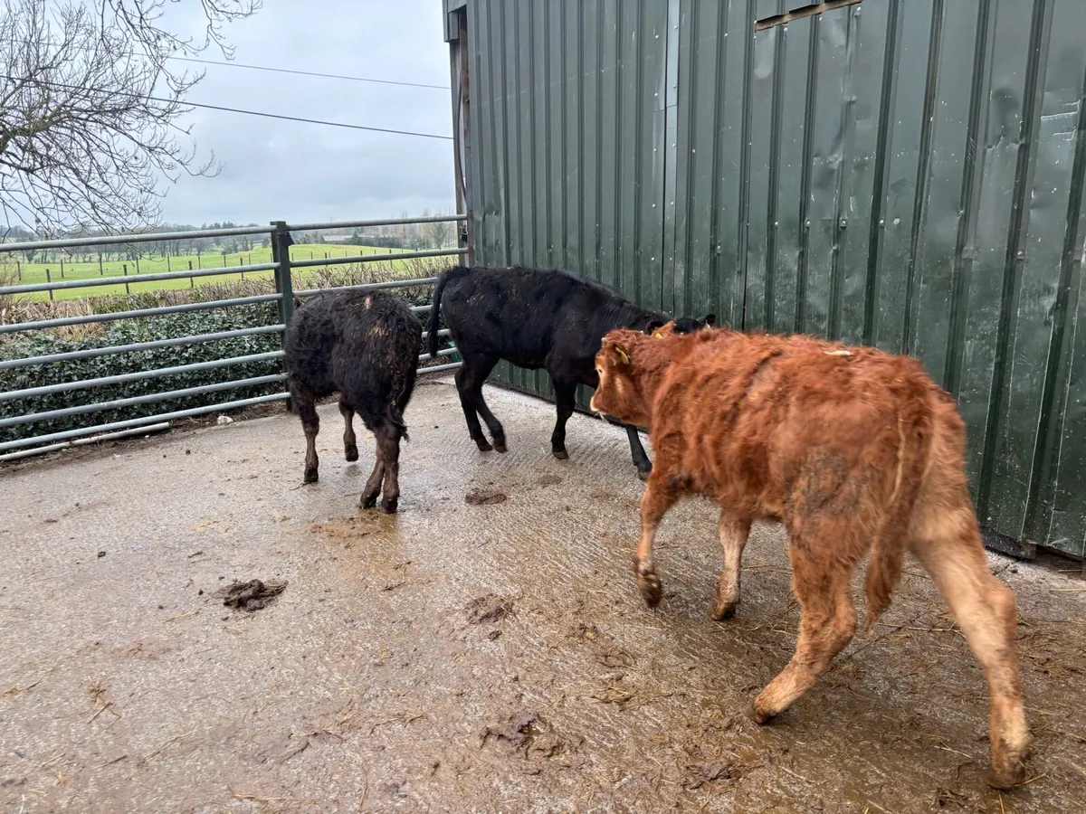 3 super suckler bred limosin weanling heifers - Image 1