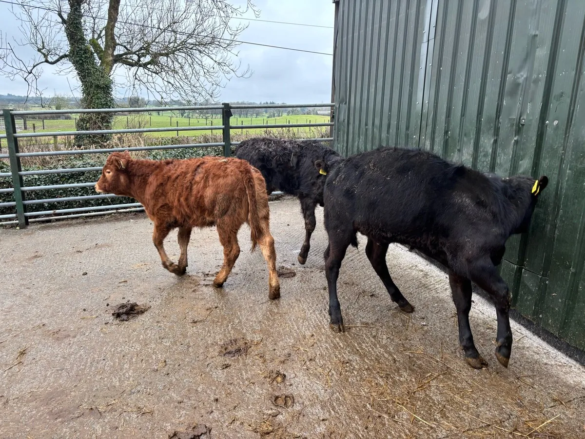 3 super suckler bred limosin weanling heifers - Image 3