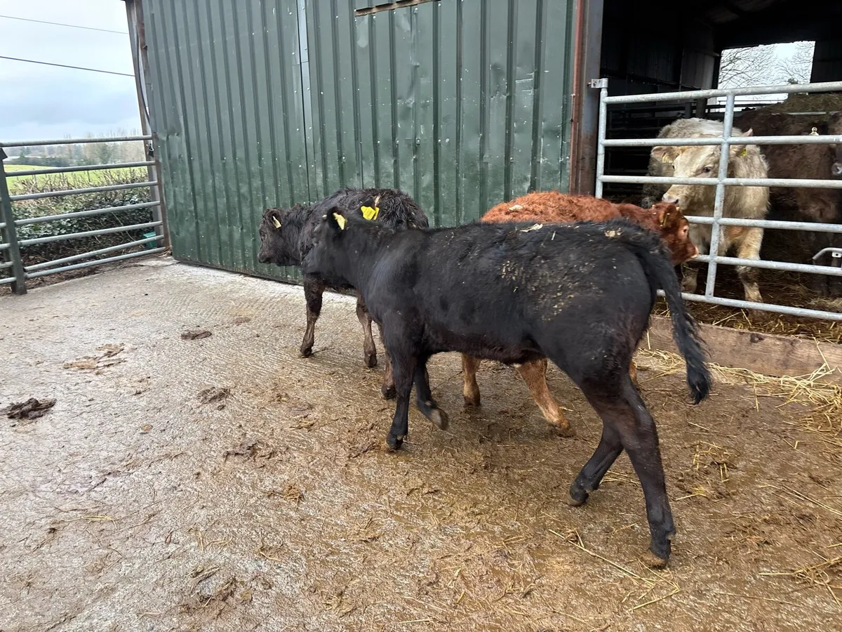 3 super suckler bred limosin weanling heifers - Image 4