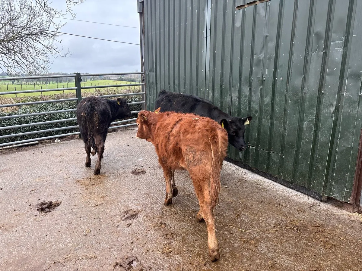 3 super suckler bred limosin weanling heifers - Image 2