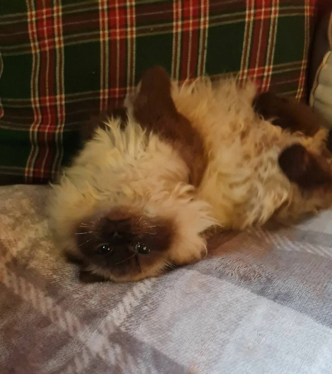 2 female ragdoll kittens - Image 2