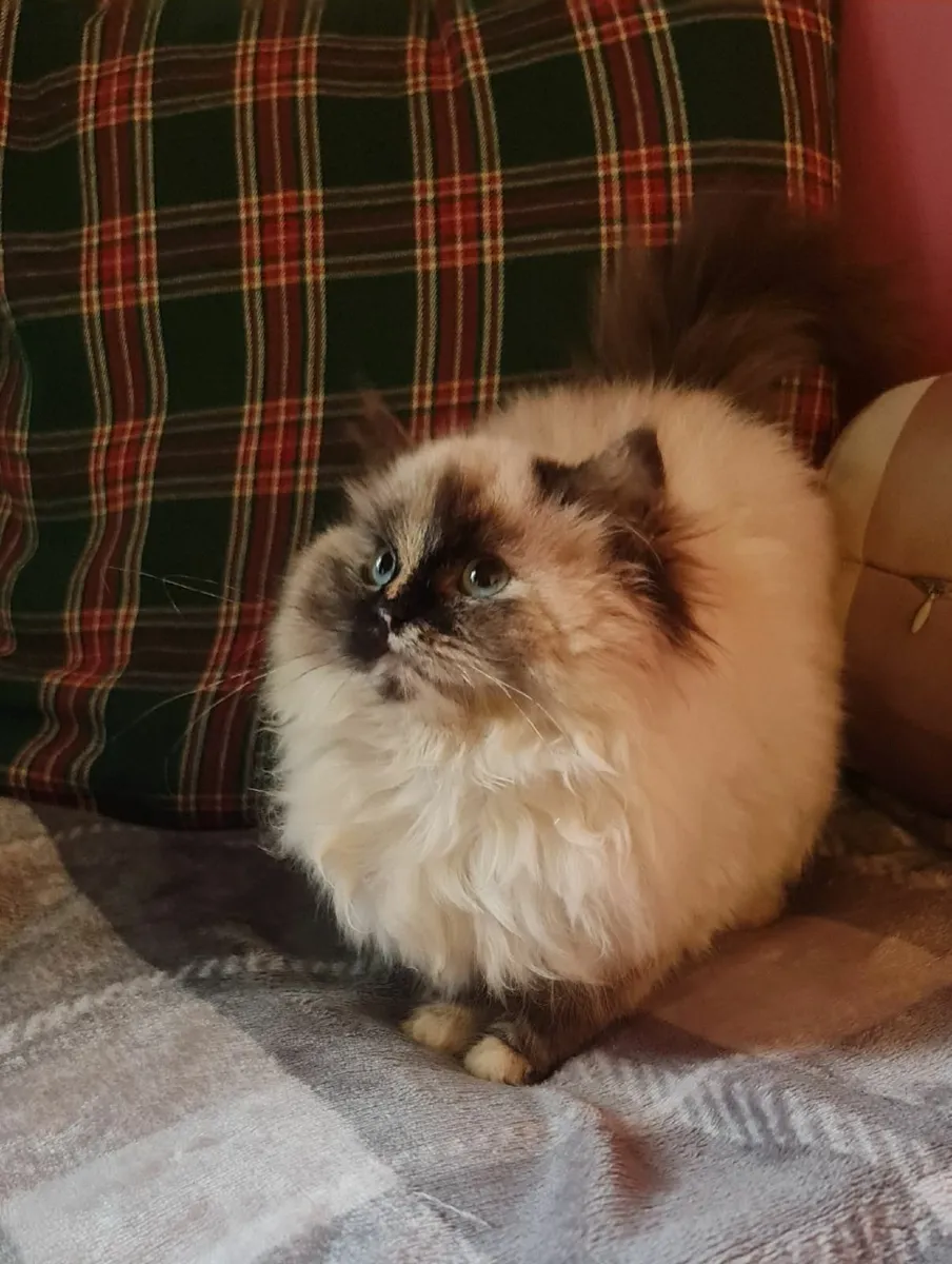 2 female ragdoll kittens - Image 3