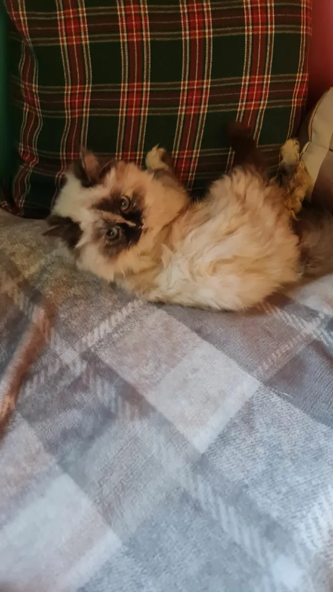 2 female ragdoll kittens - Image 4