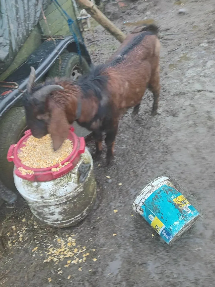 Irish Puck/Nubian Puck - Image 2