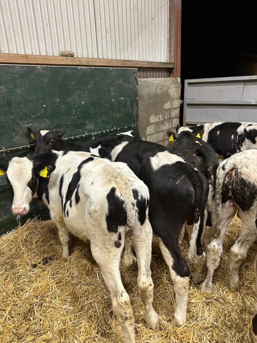 Friesian bulls - Image 3