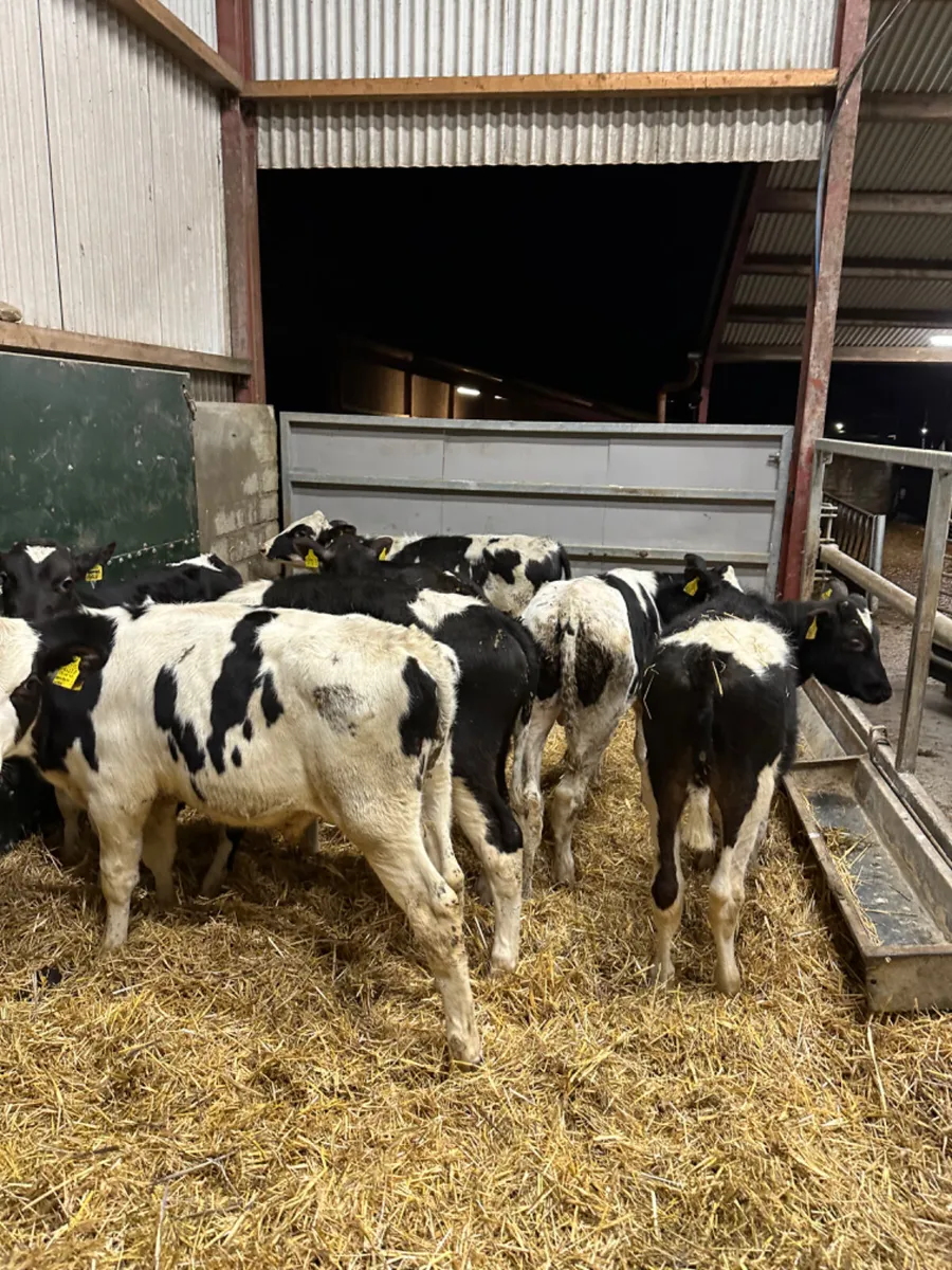 Friesian bulls - Image 2