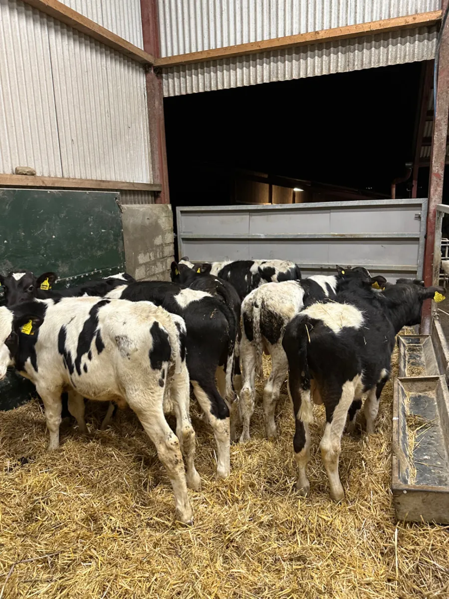 Friesian bulls - Image 4