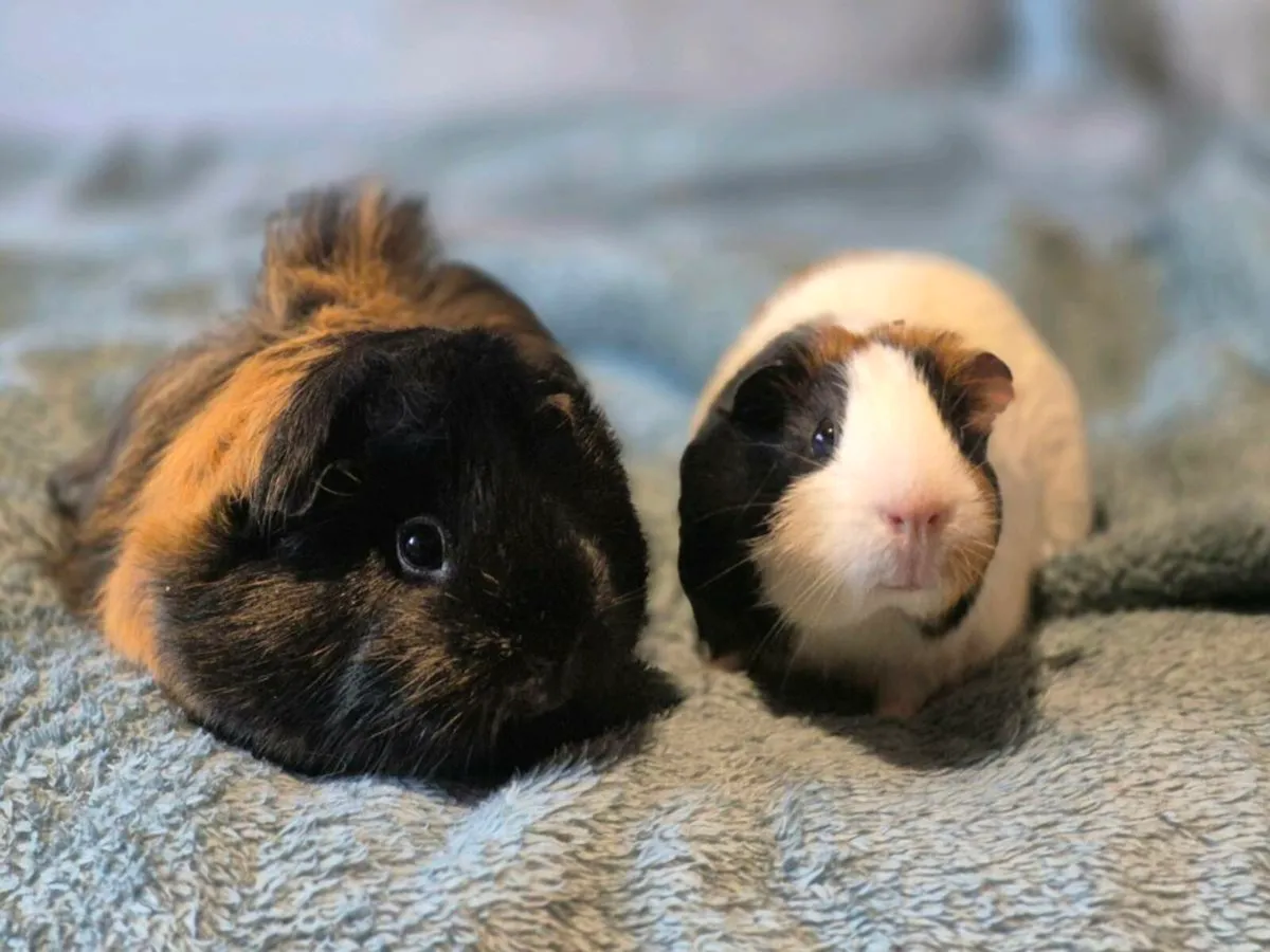 Guinea pigs - Image 1