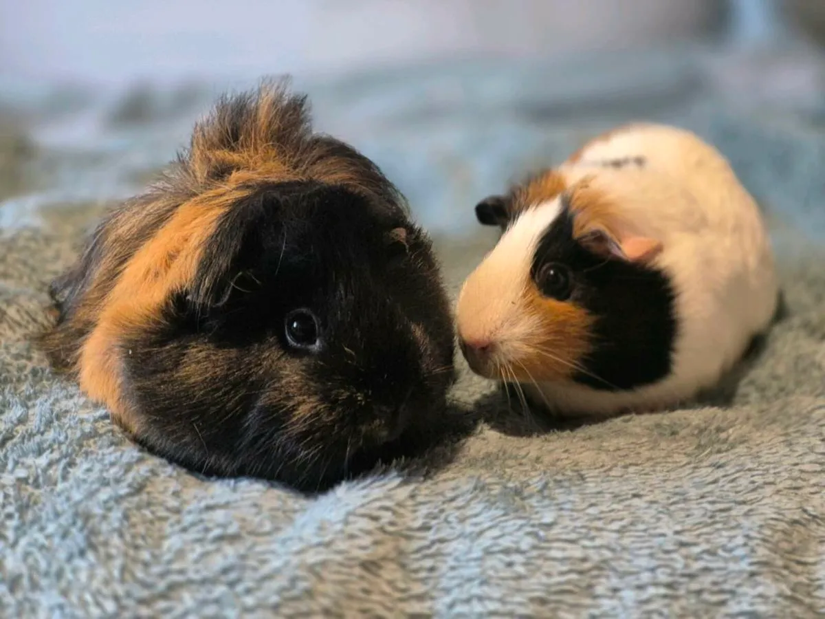Guinea pigs - Image 2