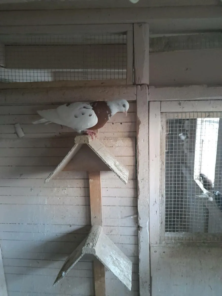 Rollers pigeons - Image 1