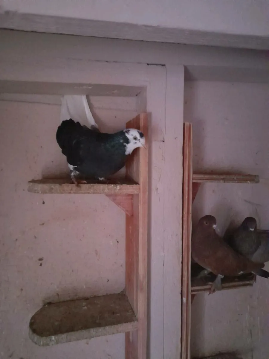 Rollers pigeons - Image 3