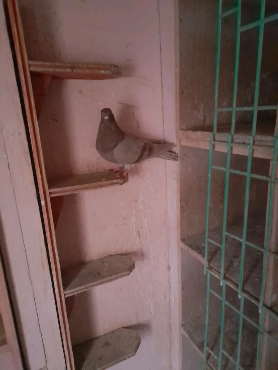 Rollers pigeons - Image 4