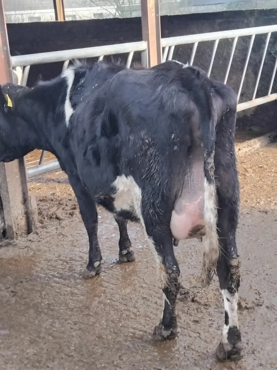 2 fresh calfed heifers - Image 2