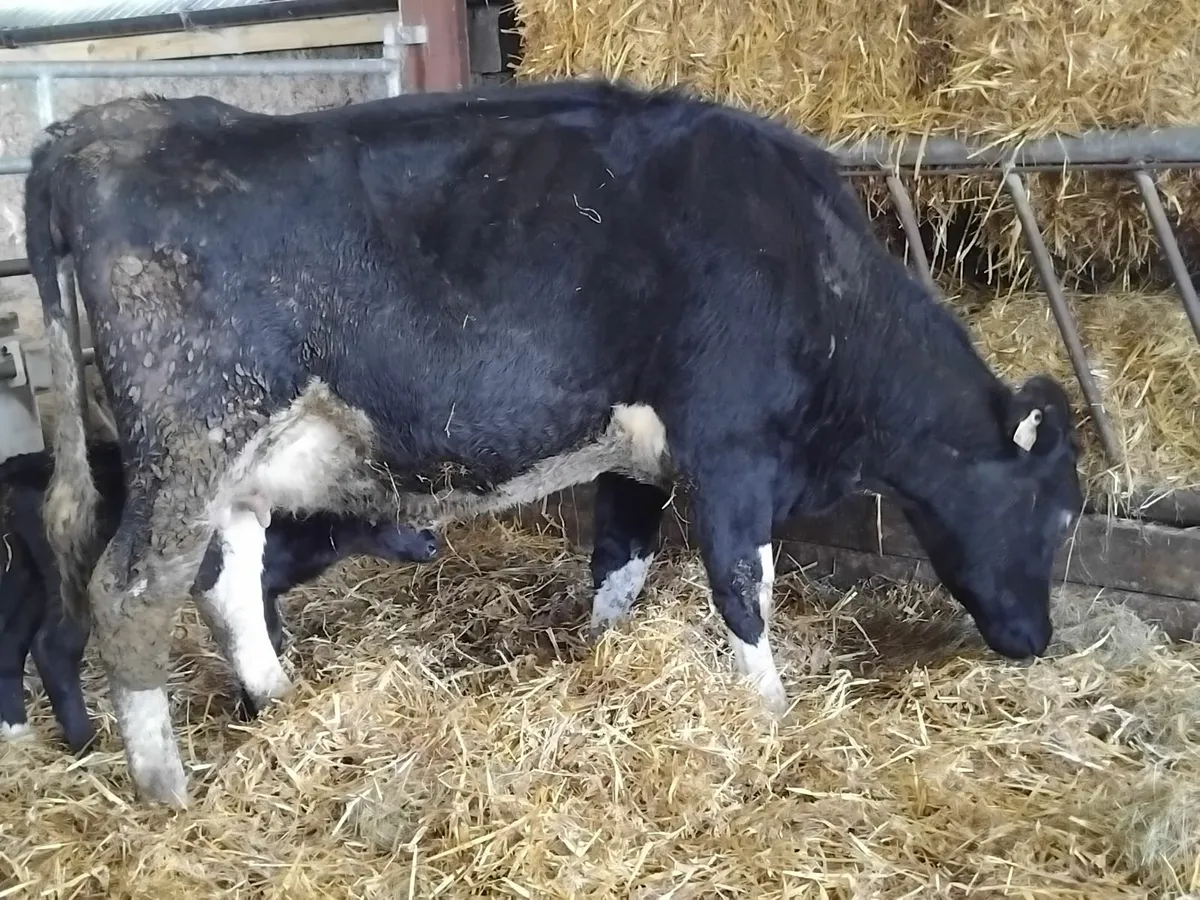 2 fresh calfed heifers - Image 3