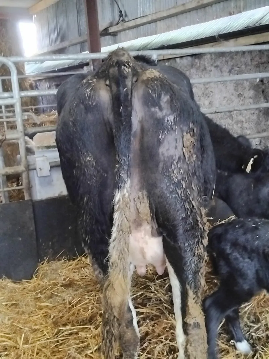 2 fresh calfed heifers - Image 4