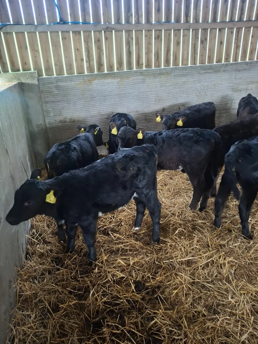 Calves - Image 1