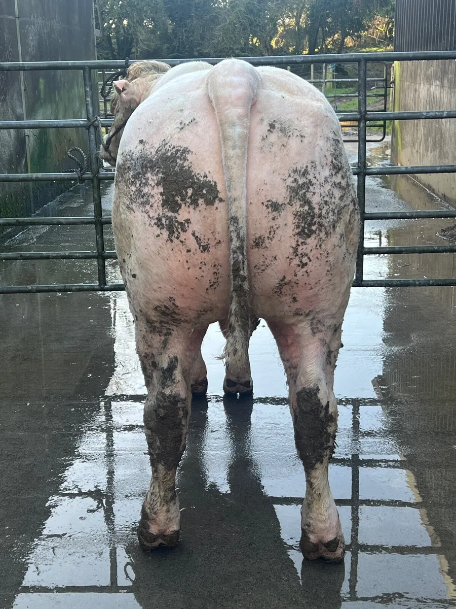 PBR CH BULL - Image 3