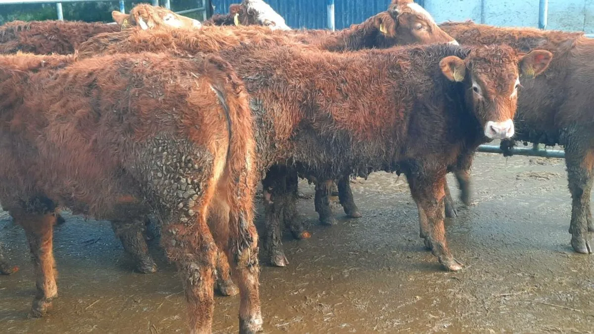 14 Red Limousin Bullocks - Image 4