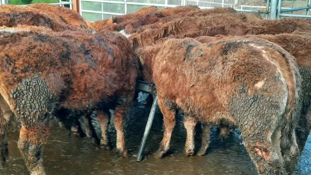 14 Red Limousin Bullocks - Image 2