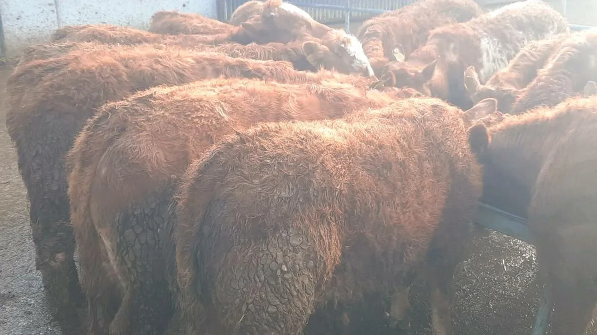 14 Red Limousin Bullocks - Image 3