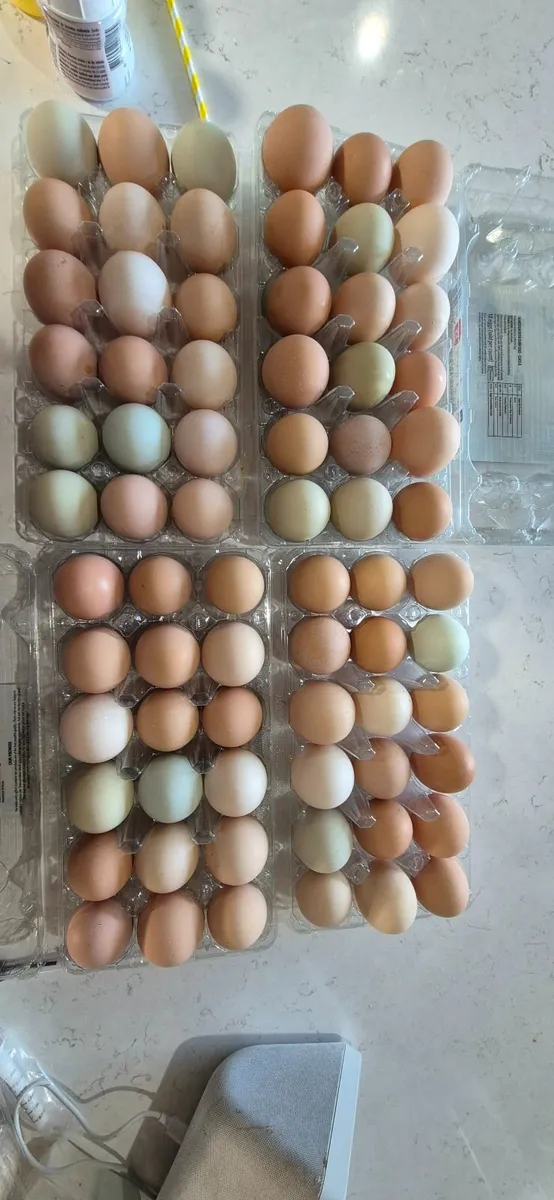 Chicken Hatching Eggs, chicks & Rabbits - Image 1