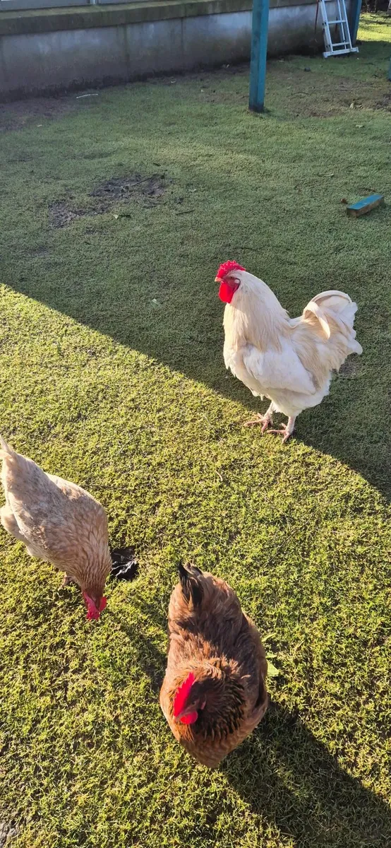 Chicken Hatching Eggs, chicks & Rabbits - Image 2