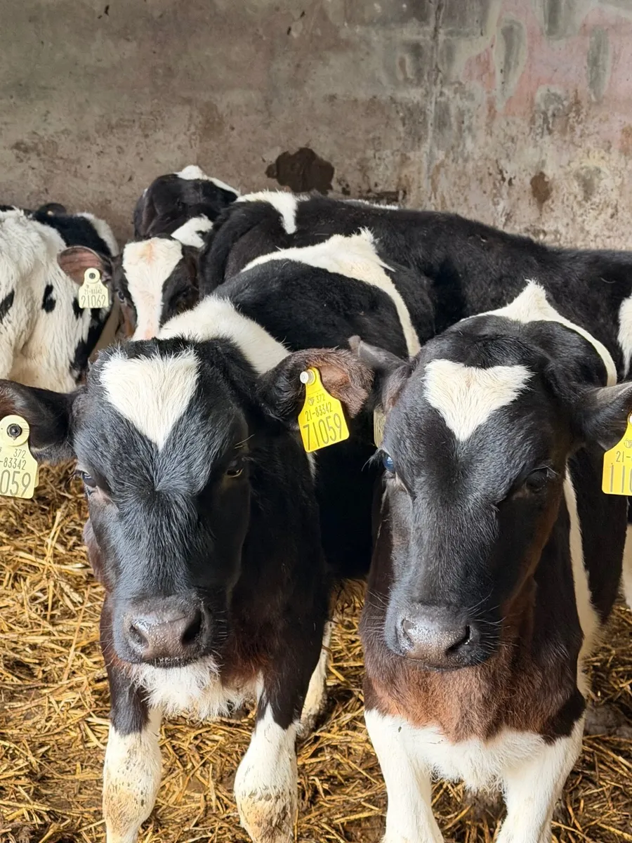 Calf bulls - Image 1