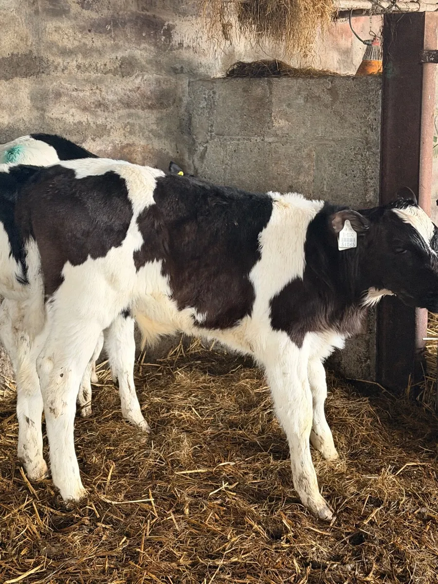 Calf bulls - Image 2