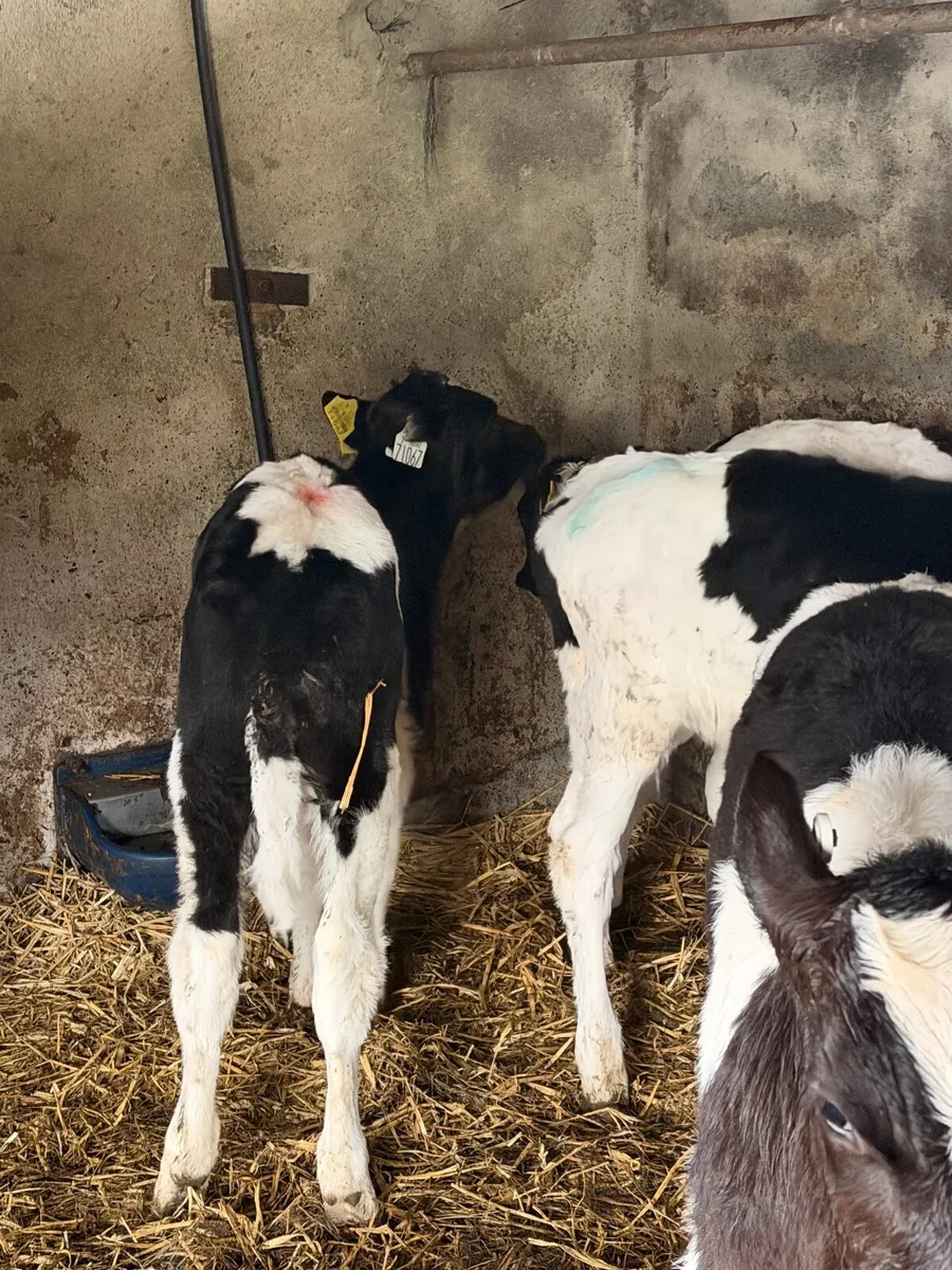 Calf bulls - Image 3