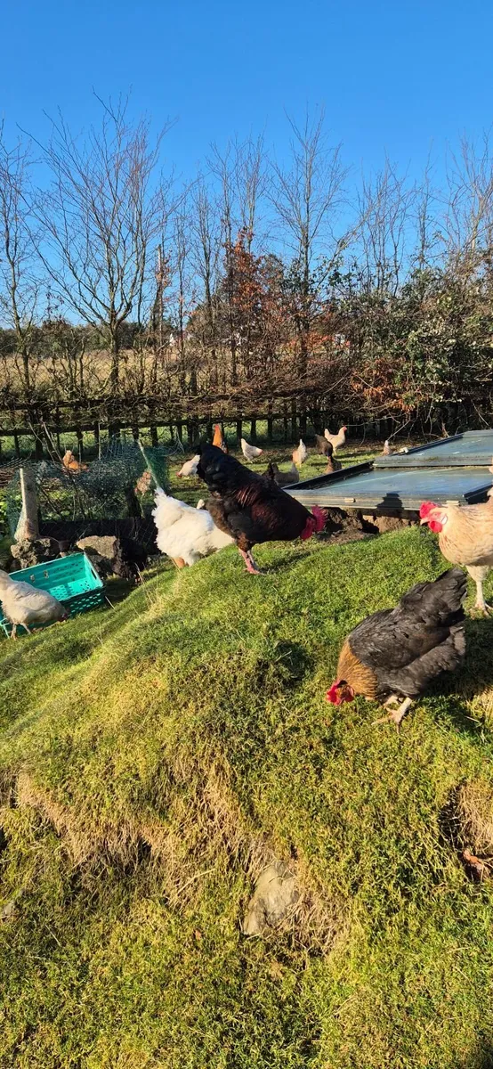 Chicken Hatching Eggs, chicks & Rabbits - Image 3