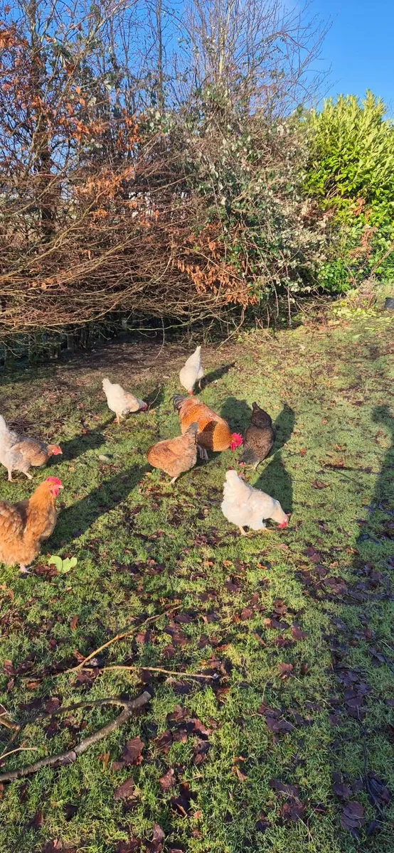 Chicken Hatching Eggs, chicks & Rabbits - Image 4