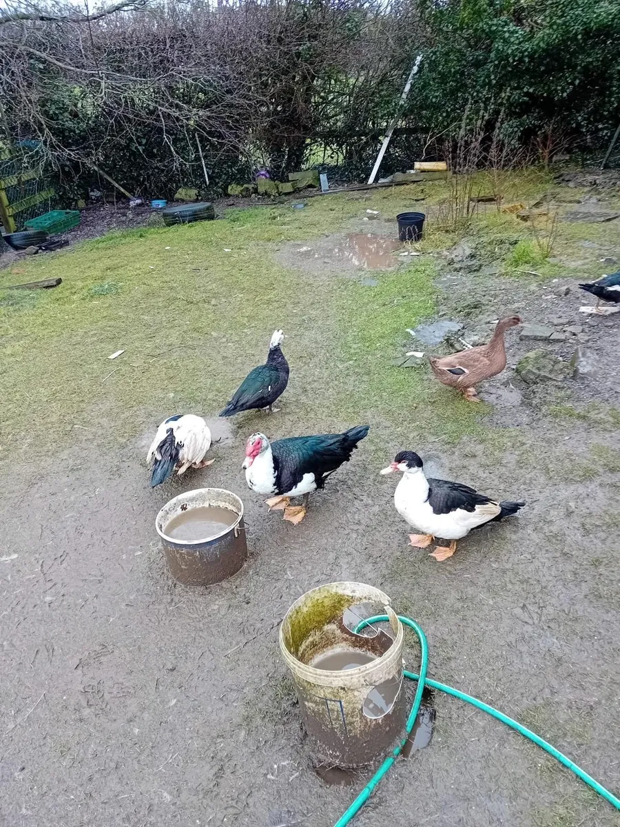Poultry for sale (drakes, roosters and ducks) - Image 1