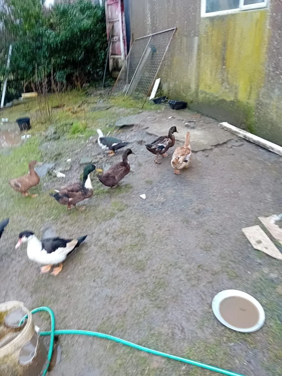 Poultry for sale (drakes, roosters and ducks) - Image 3