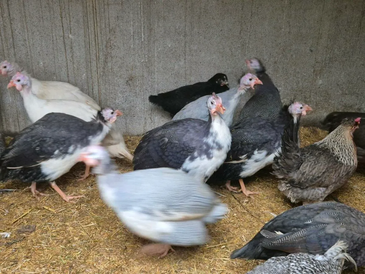 Mini lop rabbits - Image 4