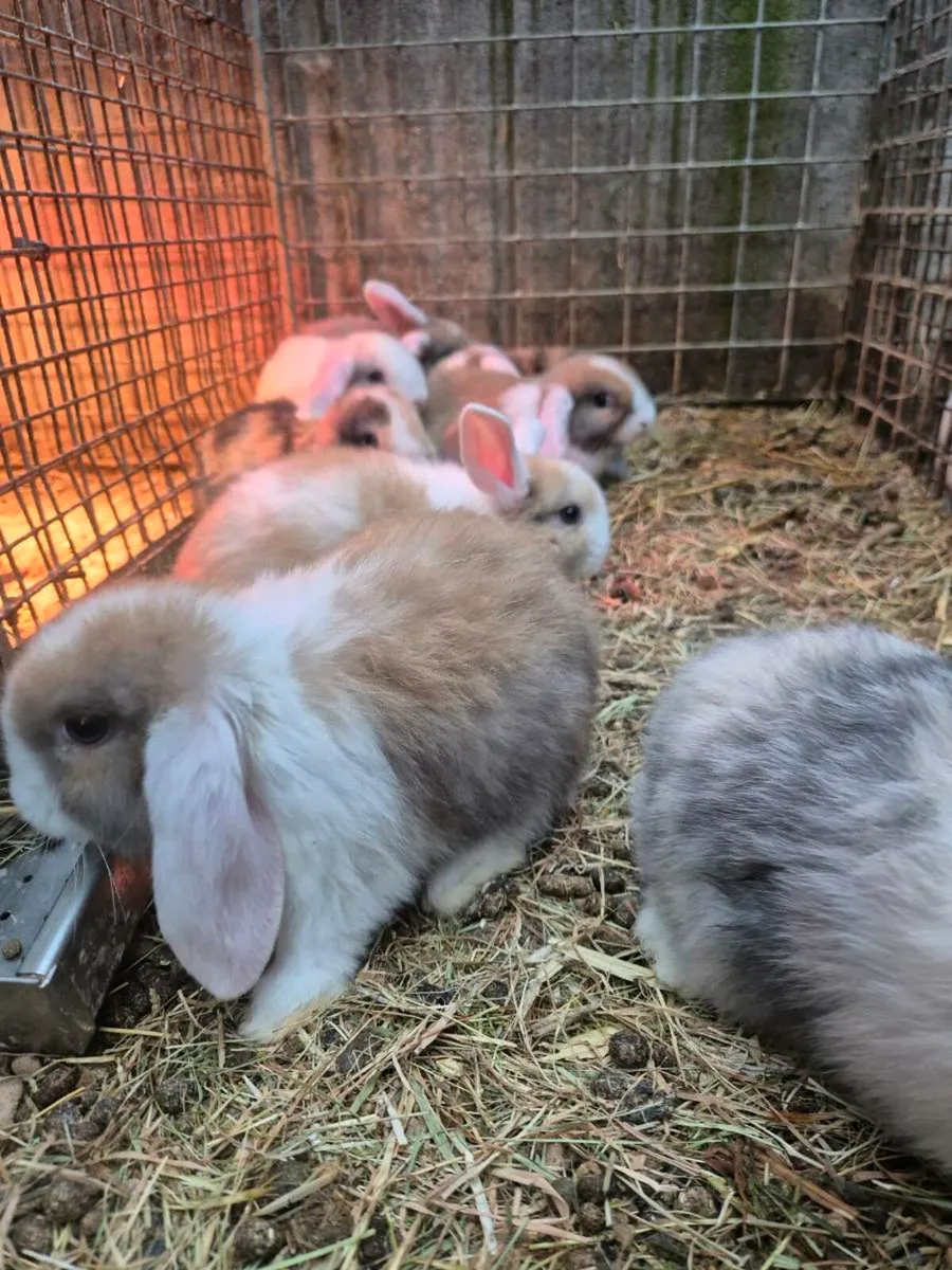 Mini lop rabbits - Image 1