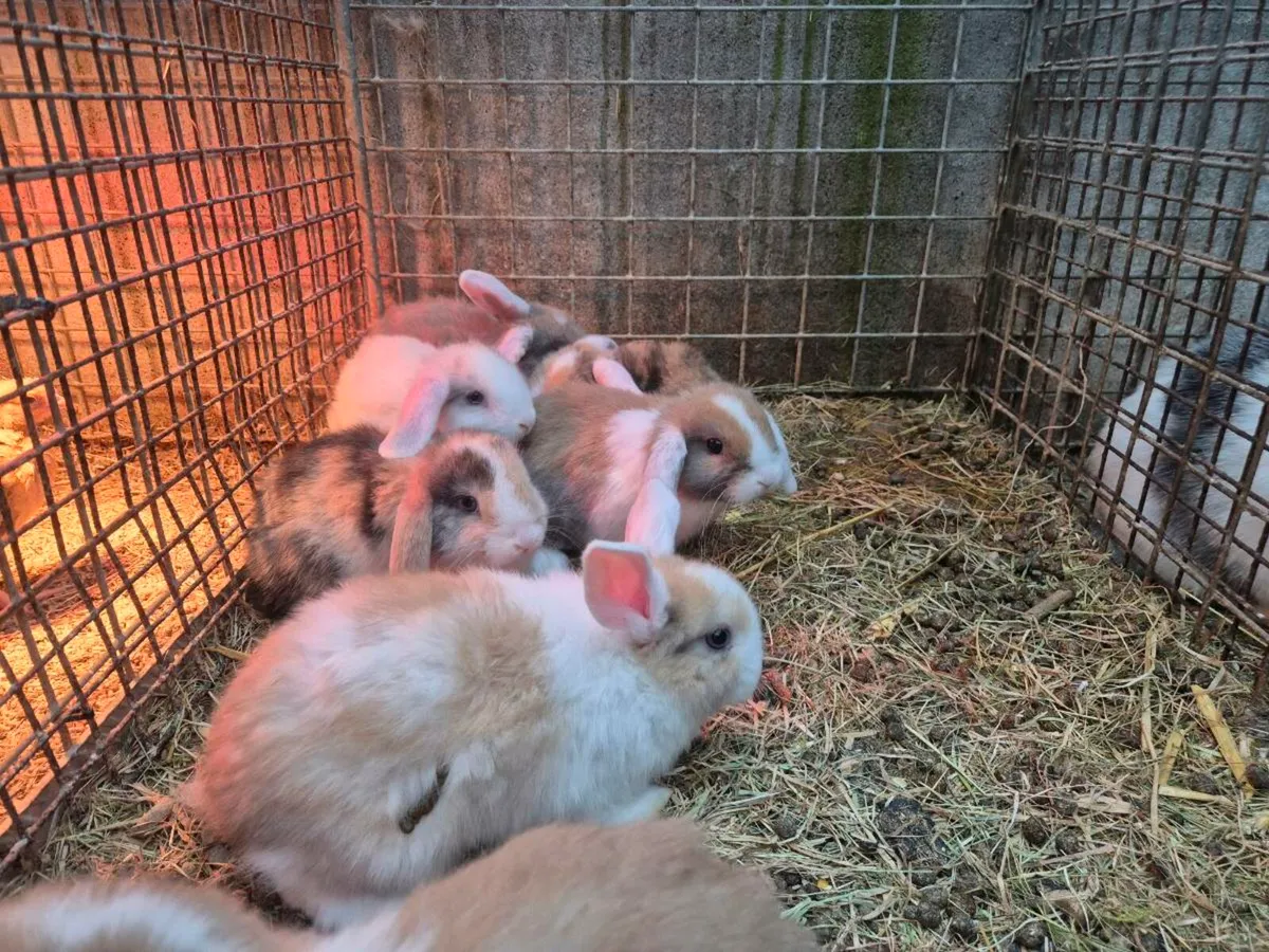 Mini lop rabbits - Image 2
