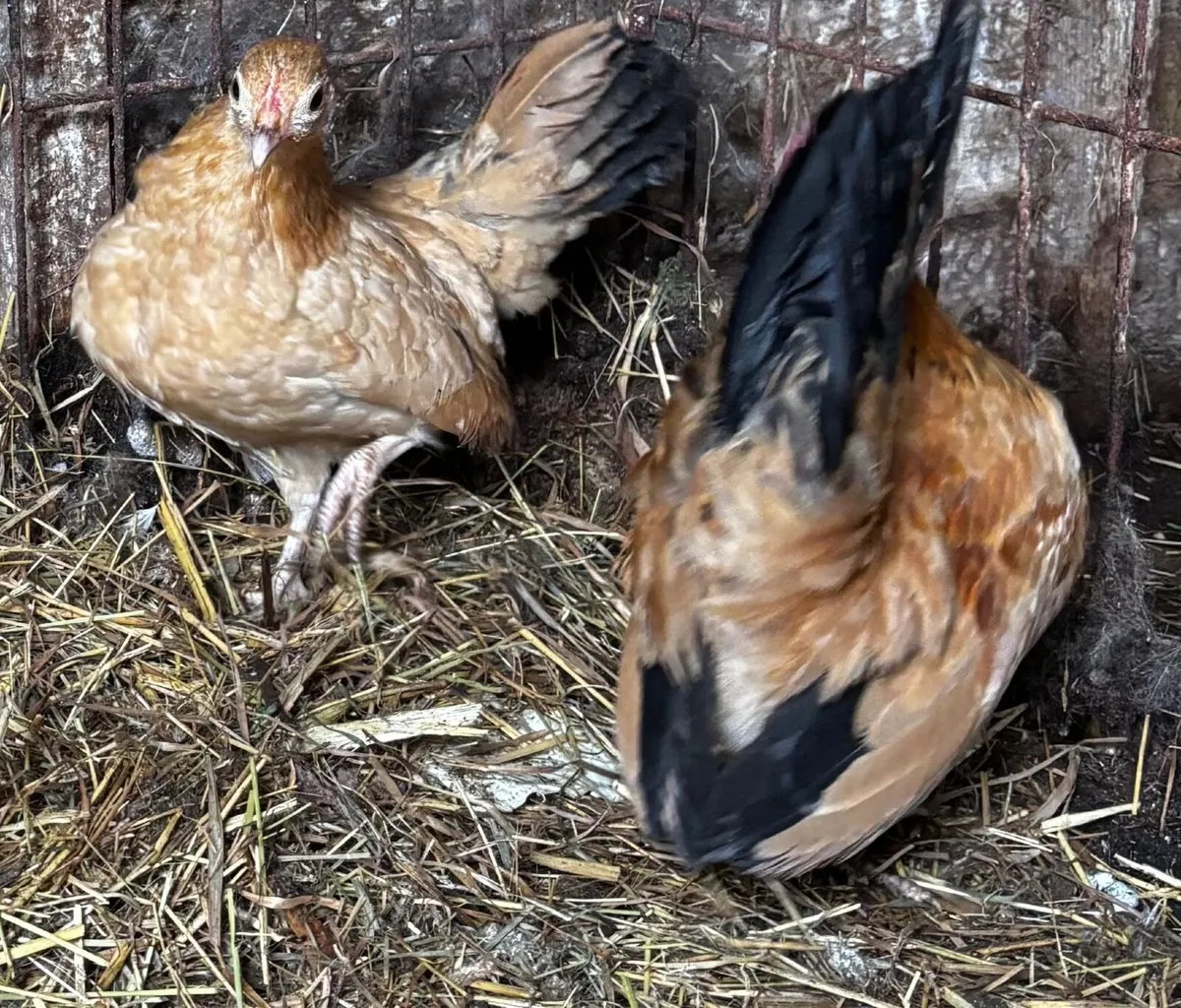 Yellow black tail Japanese bantams - Image 1