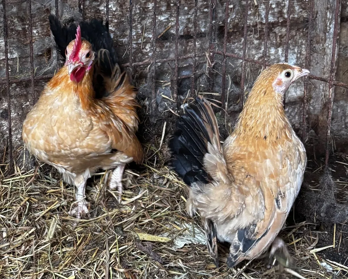 Yellow black tail Japanese bantams - Image 3