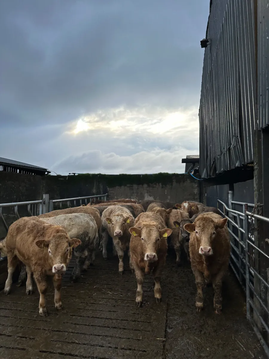 Charolais bullocks - Image 4