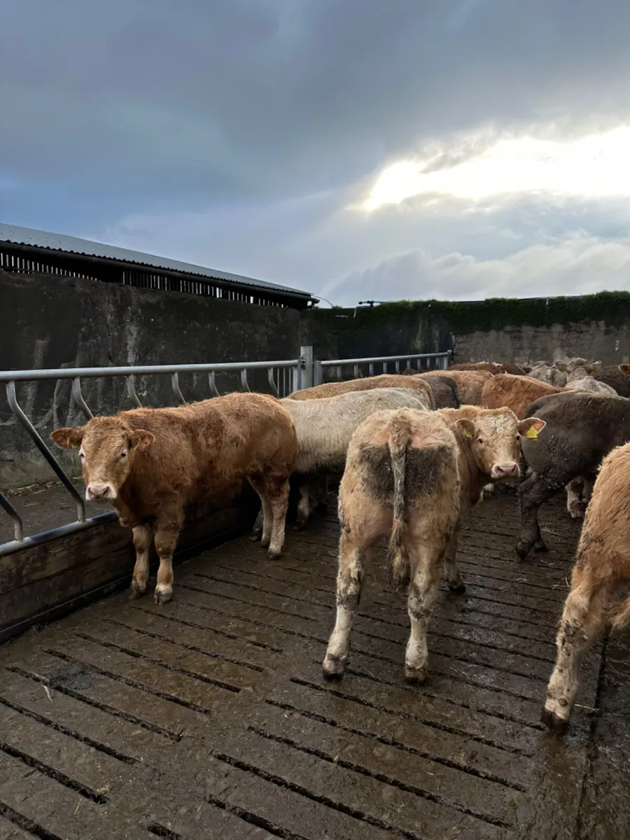 Charolais bullocks - Image 1